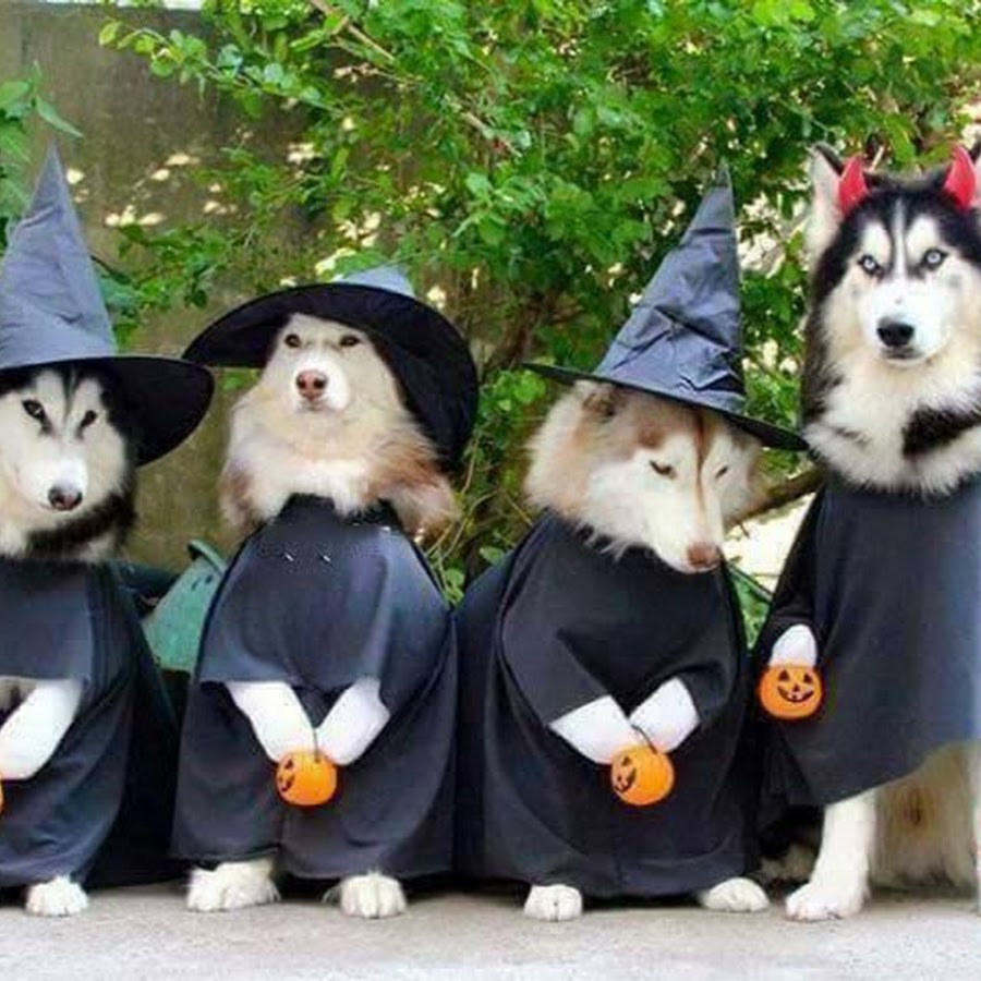 HALLOWEEN PET COSTUME